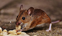 24 Hour & Emergency Exterminators in South Of The Border, SC